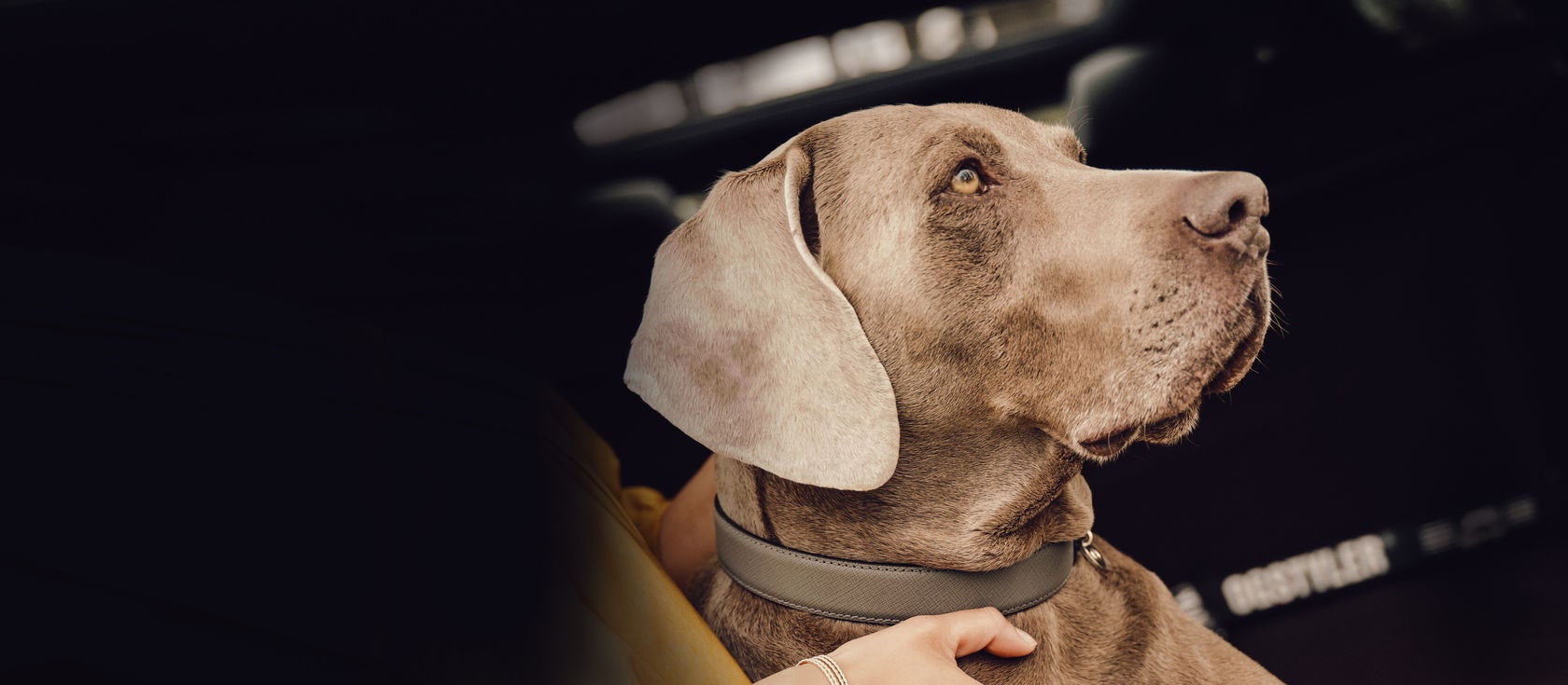 Mercedes dog harness top