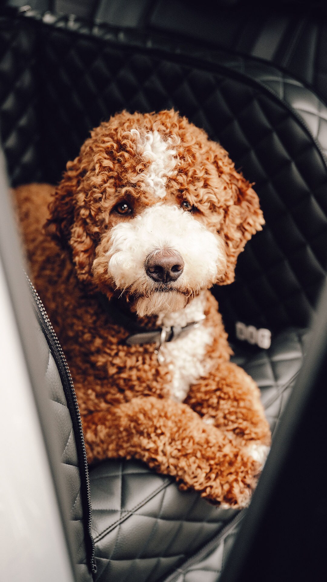 Mercedes benz discount dog accessories